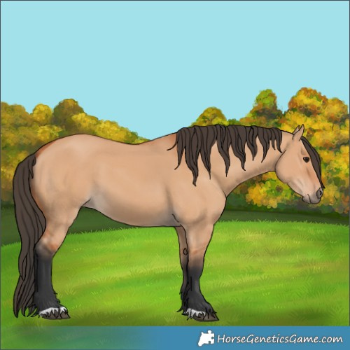 Horse Color:Bay Dun 