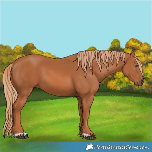 Horse Color:Chestnut 