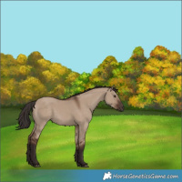 Horse Color:Liver Red Dun 