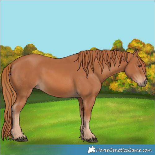 Horse Color:Chestnut 