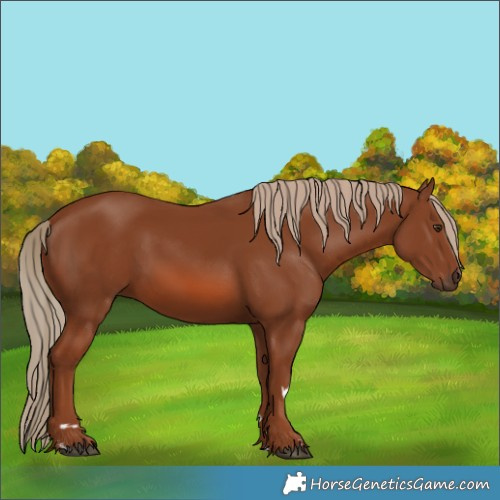 Horse Color:Chestnut 