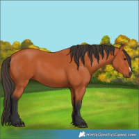 Horse Color:Bay Frame