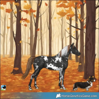 Horse Color:White Spotted Liver Chestnut
