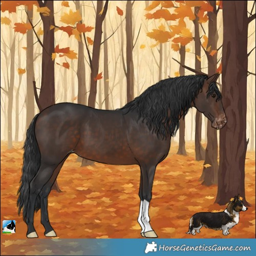 Horse Color:Bay Appaloosa 