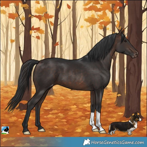Horse Color:Bay Appaloosa 