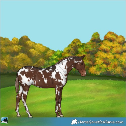 Horse Color:White Spotted Liver Chestnut Appaloosa 