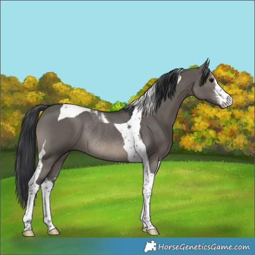 Horse Color:White Spotted Grullo Tobiano Rabicano 