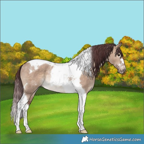 Horse Color:Chocolate Brown Dun Tobiano Rabicano 