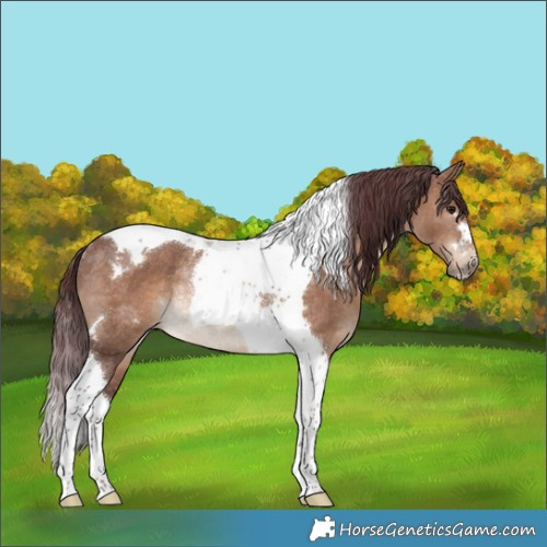 Horse Color:Chocolate Brown Dun Tobiano Rabicano