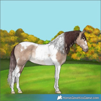 Horse Color:Chocolate Brown Dun Tobiano Rabicano