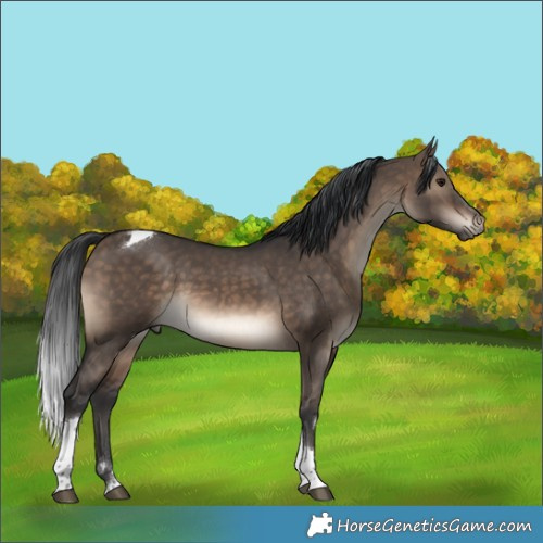 Horse Color:Brown Dun Tobiano 