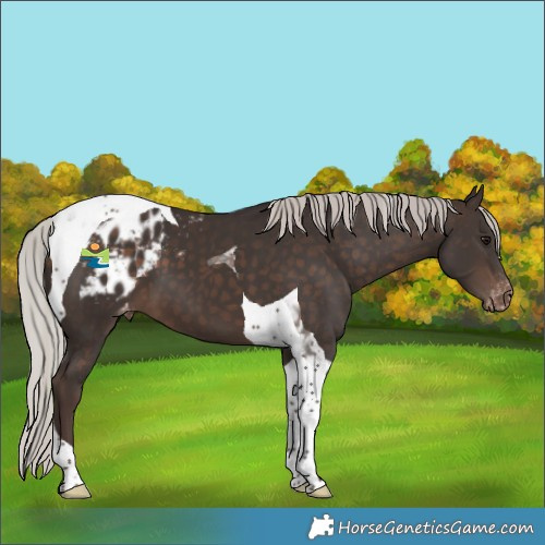 Horse Color:Silver Brown Tobiano Appaloosa 