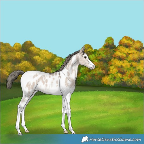 Horse Color:Liver Red Dun Mushroom Sabino Tobiano Blanket 