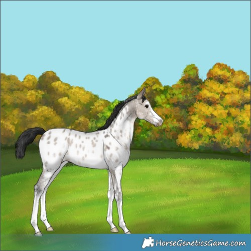 Horse Color:Brown Dun Sabino Appaloosa 