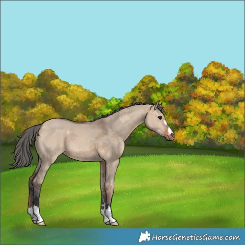 Horse Color:Bay Dun Merle 
