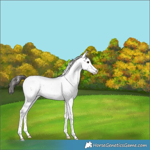 Horse Color:Liver Red Dun Sabino Appaloosa 