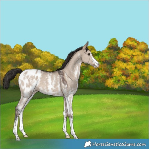 Horse Color:Liver Red Dun Sabino Appaloosa 