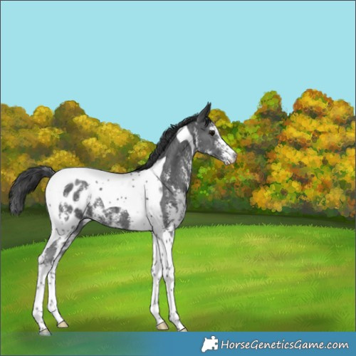 Horse Color:Black Sabino Tobiano Appaloosa 