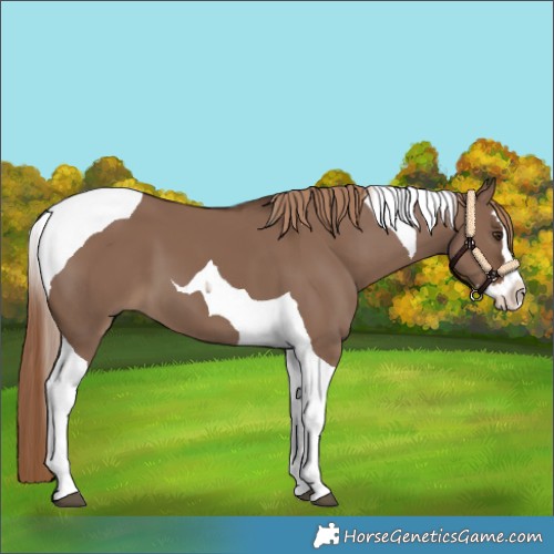 Horse Color:Liver Red Dun Splash Tobiano