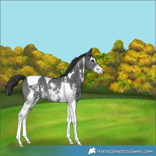 Horse Color:Black Sabino Tobiano 