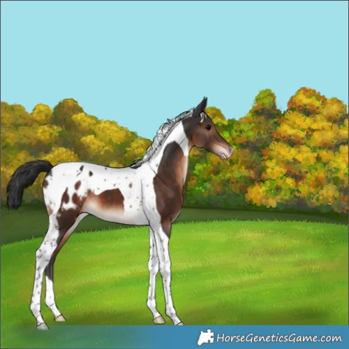 Horse Color:Brown Tobiano Blanket 