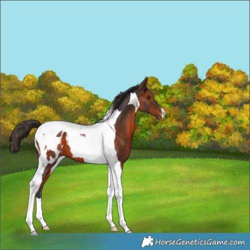 Horse Color:Brown Mushroom Tobiano Appaloosa 