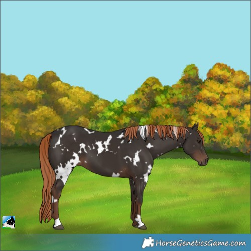 Horse Color:White Spotted Liver Chestnut