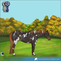 Horse Color:White Spotted Liver Chestnut 