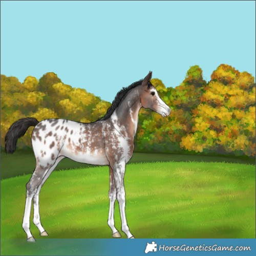 Horse Color:Brown Sabino Appaloosa 