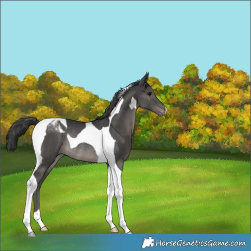 Horse Color:Black Tobiano Appaloosa Rabicano 