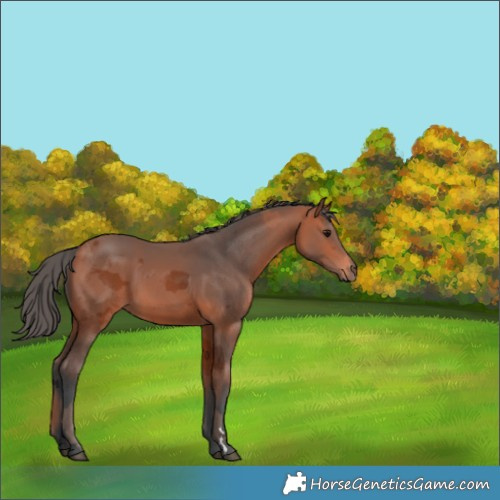 Horse Color:Bay Merle 