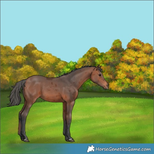 Horse Color:Bay Merle 