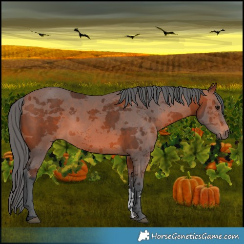 Horse Color:Bay Merle 