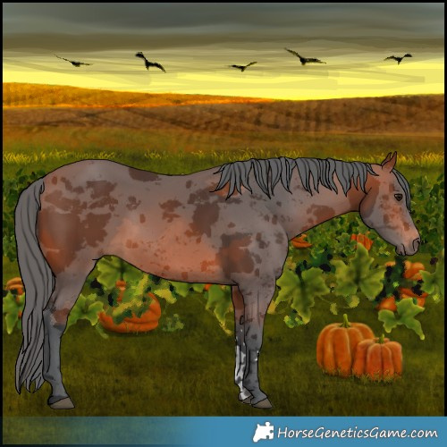 Horse Color:Bay Merle 