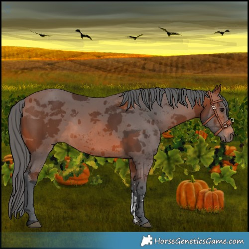 Horse Color:Bay Merle