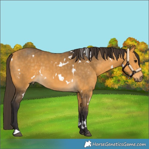 Horse Color:White Spotted Buckskin