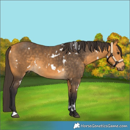 Horse Color:White Spotted Buckskin