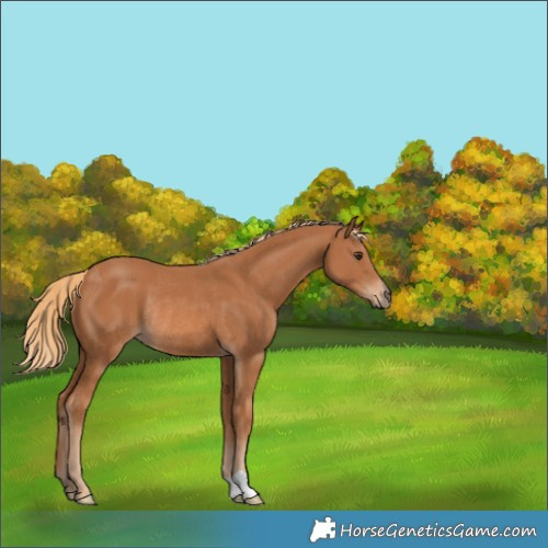 Horse Color:Chestnut Rabicano 