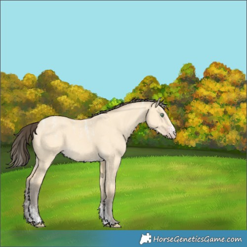 Horse Color:Powder White Amber Cream Champagne Dun 