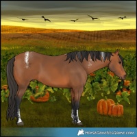 Horse Color:Powder White Bay 