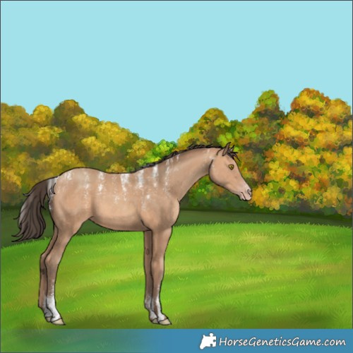 Horse Color:Powder White Amber Champagne 
