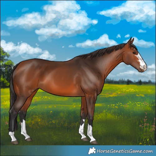 Horse Color:Bay 