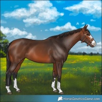 Horse Color:Bay 