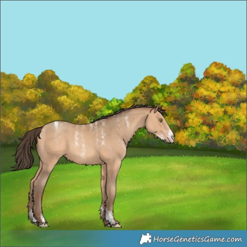 Horse Color:Powder White Amber Champagne 