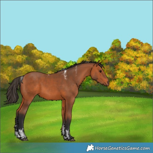 Horse Color:Powder White Bay 