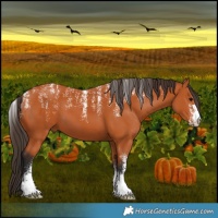 Horse Color:Powder White Bay 