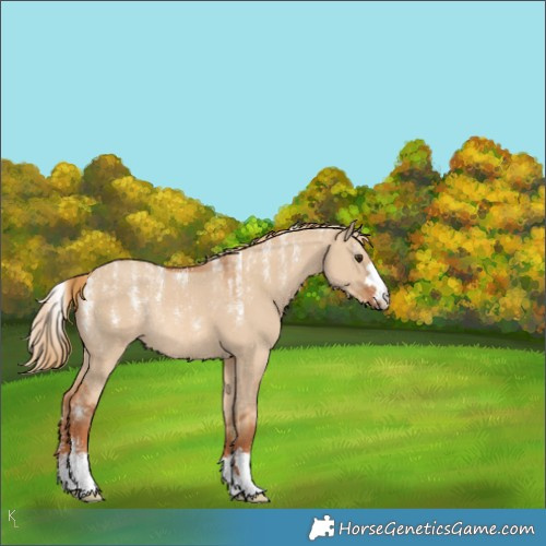 Horse Color:Powder White Red Dun Rabicano