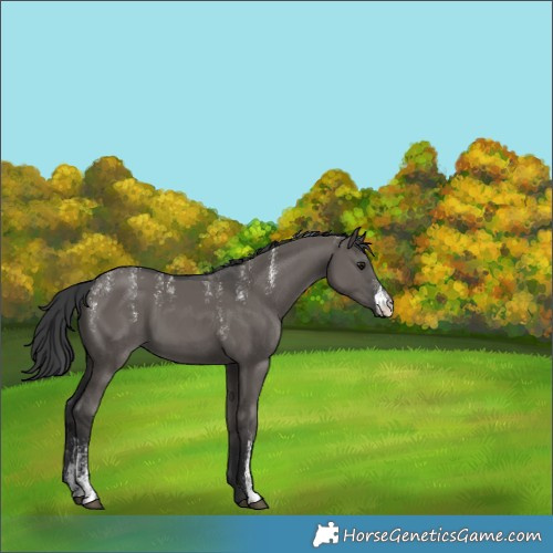 Horse Color:Powder White Grullo 