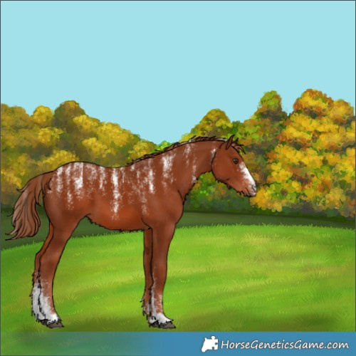 Horse Color:Powder White Chestnut 