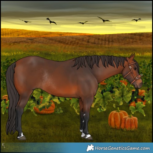 Horse Color:Bay Rabicano